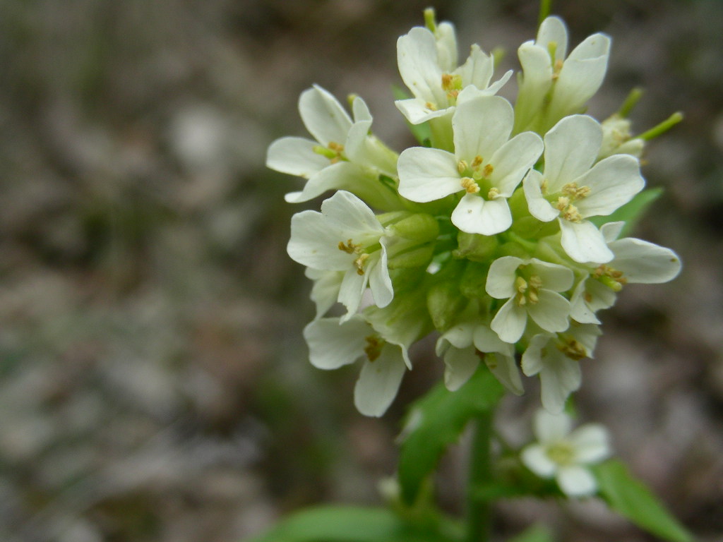 Arabis turrita